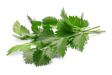 Bunch of fresh true Anise or aniseed leaves (Pimpinella anisum) isolated png
