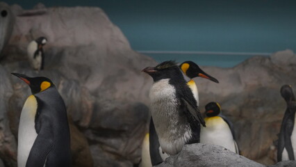 Le genre Eudyptes comprend plusieurs espèces de manchots huppés, nommés ainsi à cause de leurs crêtes distinctives de plumes jaunes ou oranges situées au-dessus des yeux.