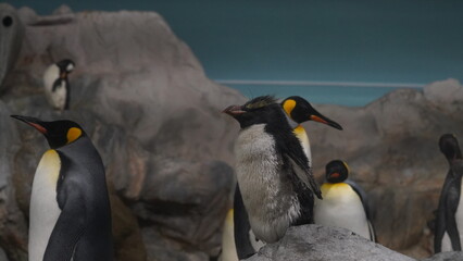  Eudyptes and Aptenodytes patagonicus or more diverse than the other penguin genera.|國王企鵝|冠企鵝屬|Crested penguins
