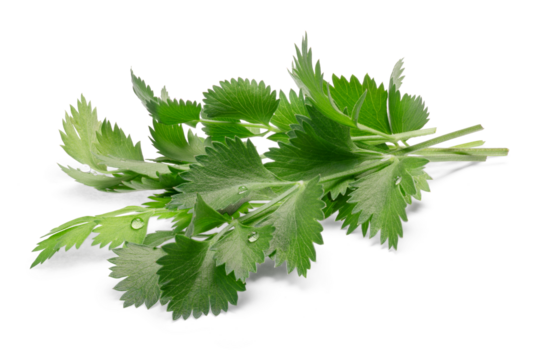 Bunch of fresh true Anise or aniseed leaves (Pimpinella anisum) isolated png