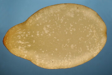 A sesame seed against a blue background