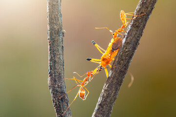 Red ants  prey on  twig in tropical garden 