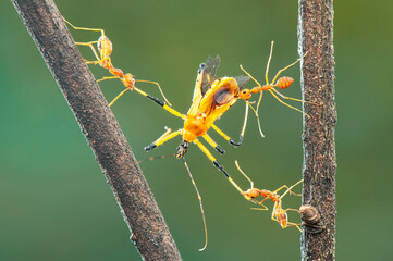 Red ants  prey on  twig in tropical garden 
