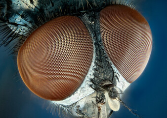 Extreme close up of a house-fly's eyes