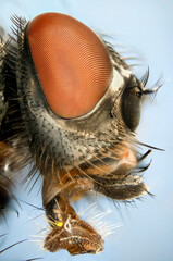 Extreme close up of a house-fly's head showing mouth parts used for sucking.