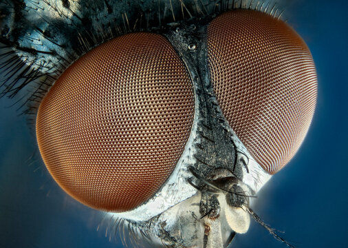 UOW researchers look into fly eyes, Illawarra Mercury