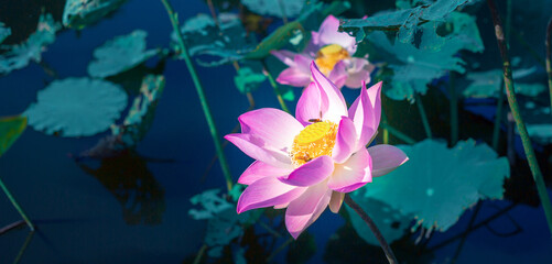 Fototapeta na wymiar Close-up beautiful Indian lotus flower in pond.Pink big Lotus Flower background Lily Floating on The Water.