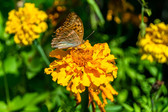 Beautiful flower butterfly monarch on background meadow