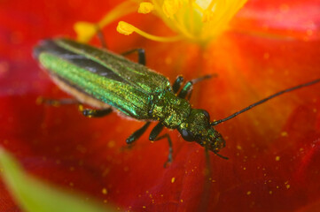 oedemera nobilis, a green metallic pollen-eating beetle found in gardens in the UK.  Feeding on a heliathemum (rock rose) flower