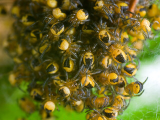 A mass of newly hatched baby spiders, species Meta Segmentata.