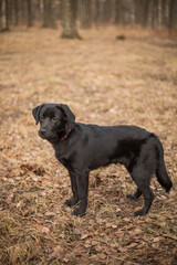 Black labrador on a walk in the autumn forest.