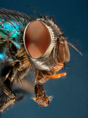 Extreme closeup of the head of a greenbottle (Lucilla sp) showing the extended mouthparts and structure of the compound eyes.