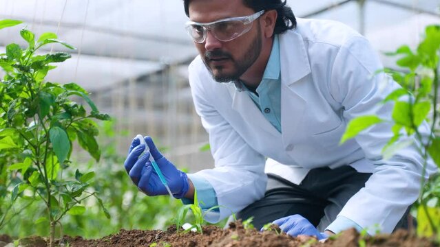 Focused agro scientist at laboratory adding chemical to small lab grown plant - concept of research, focused and invention or biotechnology