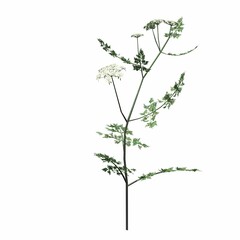 Obraz premium wild field grass, isolated on white background, 3D illustration, cg render