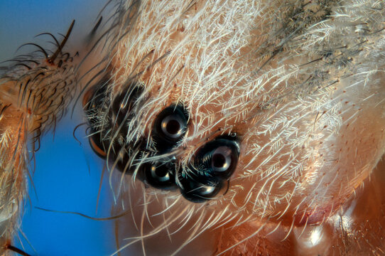 Extreme closeup of the eyes of the common house spider Tegenaria Domestica, female.