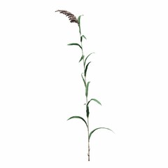 wild field grass, isolated on white background, 3D illustration, cg render