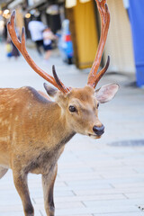 Deer relaxing on the sidewalk as spectators pass by in Nara Park.