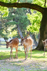Deer living freely in Nara Park