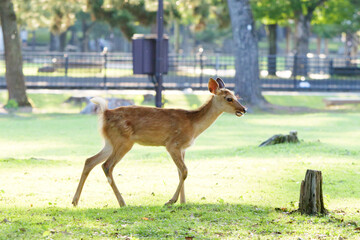Naklejka na ściany i meble Deer living freely in Nara Park