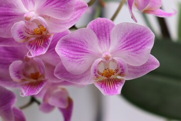 Naklejka na ściany i meble closeup of pink orchid phalaenopsis