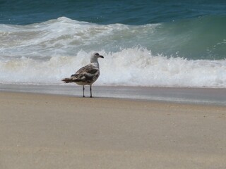 seagull on the beach looking at the waves
