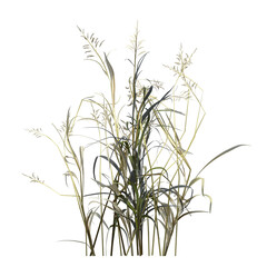 wild field grass, isolated on a transparent background, 3D illustration, cg render
