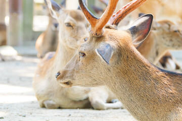 Deer living freely in Nara Park