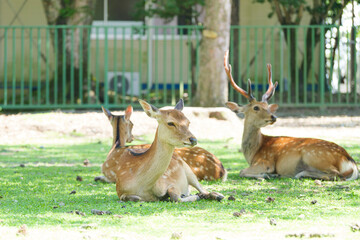 Deer living freely in Nara Park