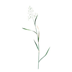 wild field grass, isolated on a transparent background, 3D illustration, cg render
