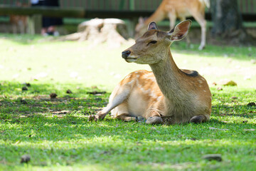 Deer living freely in Nara Park