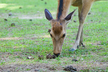 Deer living freely in Nara Park