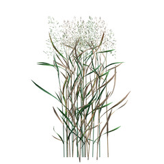 wild field grass, isolated on a transparent background, 3D illustration, cg render
