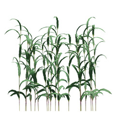 wild field grass, isolated on a transparent background, 3D illustration, cg render
