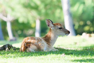 Cute fawn relaxing on the grass
