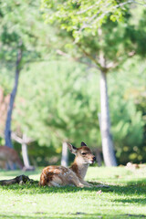 Obraz na płótnie Canvas Cute fawn relaxing on the grass