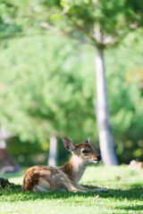 Cute fawn relaxing on the grass
