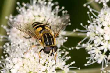 syrphid fly on meadowsweet (Filipendula ulmaria) feeding on nectar