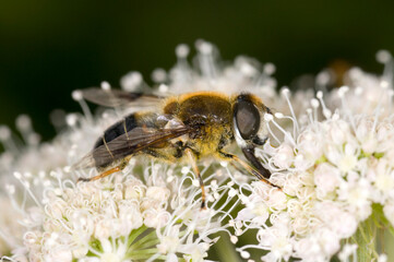 close up of a Hoverfly, Eristalis spp. on meadowsweet flower, (Filipendula ulmaria) feeding on nectar