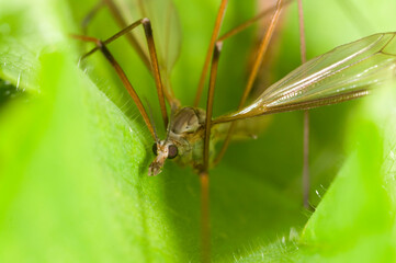 Fototapeta premium Extreme close up of a Crane fly on leaf, Tipulidae species. This one is in the process of mating.