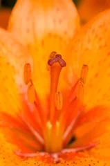 Fotobehang close up of an orange asiatic lily showing the stigma and stames with pollen covered anthers. © Wildwatertv
