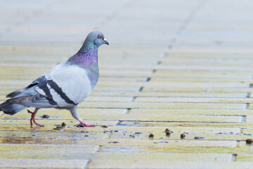 A lone pigeon walking along a sidewalk in Nara Park