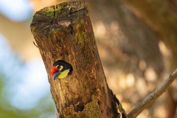 Closeup Coppersmith Barbet perched on a branch