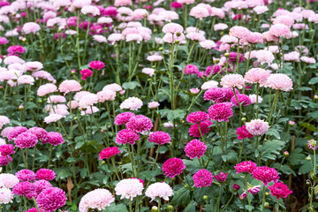 Blooming chrysanthemums planted in the garden