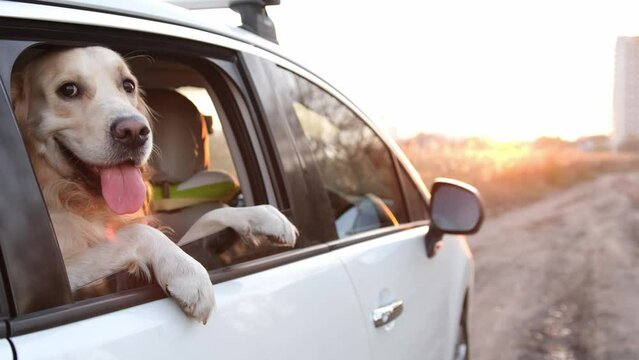 Golden retriever dog in the car looking from window outside. Adorable doggy pet labrador in vehicle transportation