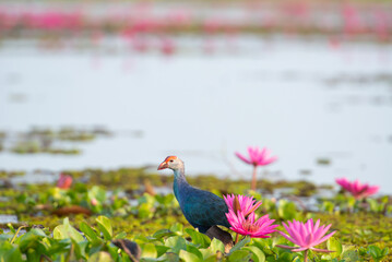 Water bird in large lake at the central of Thailand