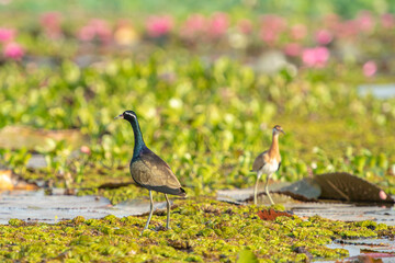 Water bird in large lake at the central of Thailand