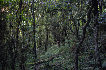 Fototapeta premium Mystical Forrest