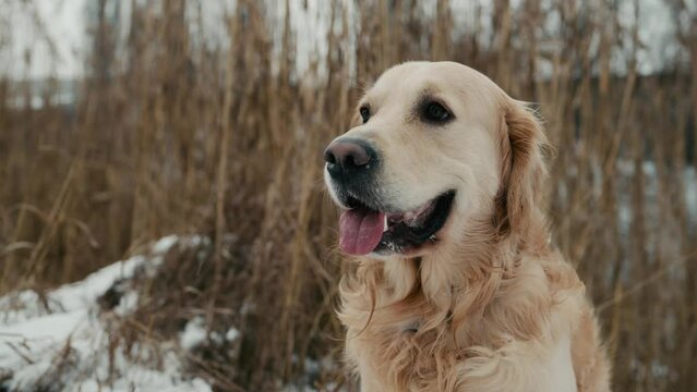 Golden retriever dog sitting in snow in winter time outdoors with tonque out. Purebred pet doggy outside sniffing cold air