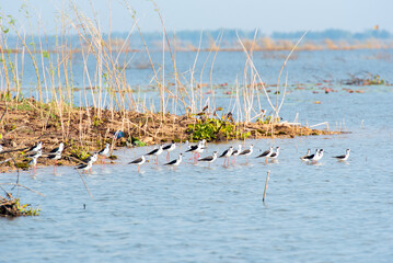 Water bird in large lake at the central of Thailand