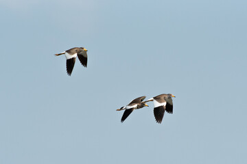 Water bird in large lake at the central of Thailand